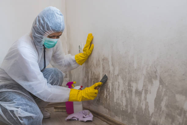 Best Post-Flood Mold Remediation in Sauk Rapids, MN