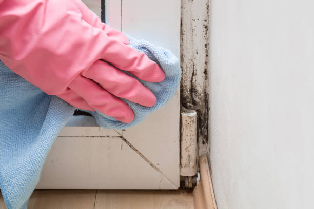 Best DIY Mold Remediation Support Services in Sauk Rapids, MN